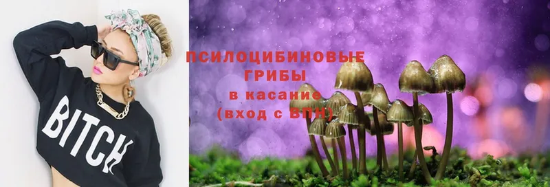 Псилоцибиновые грибы Psilocybe Борисоглебск